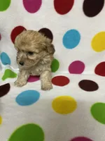 Pierre, a male Poodle - Toy  for sale in Heidelberg, MS – 2 of 5
