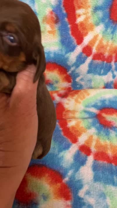 Hank, a male Miniature Dachshund for sale in Heidelberg, MS – 4 of 4
