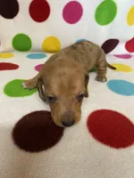 Major , a male Miniature Dachshund for sale in Heidelberg, MS – Photo 2 of 4