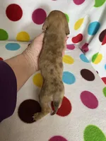 Major , a male Miniature Dachshund for sale in Heidelberg, MS – Photo 4 of 4