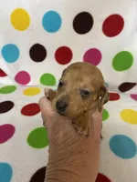 Major , a male Miniature Dachshund for sale in Heidelberg, MS – Photo 1 of 4