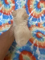 Peaches , a female Maltipoo for sale in Heidelberg, MS – 4 of 4