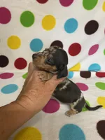 Marley , a female Miniature Dachshund for sale in Heidelberg, MS – 2 of 4