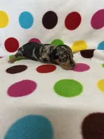 Jessie, a female Miniature Dachshund for sale in Heidelberg, MS – 4 of 5