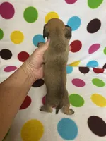 Velvet, a female Miniature Dachshund for sale in Heidelberg, MS – 3 of 5