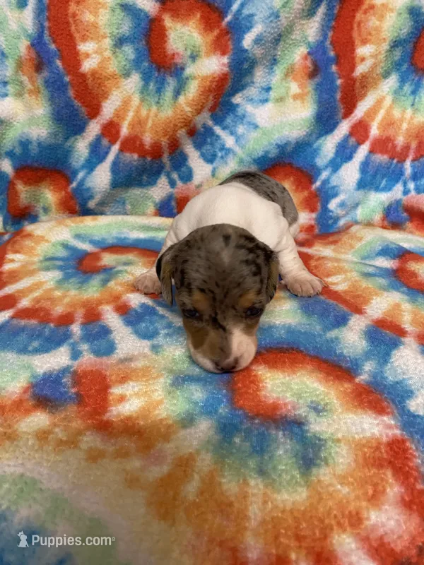 Stella  – Miniature Dachshund puppy on hold in Heidelberg, MS