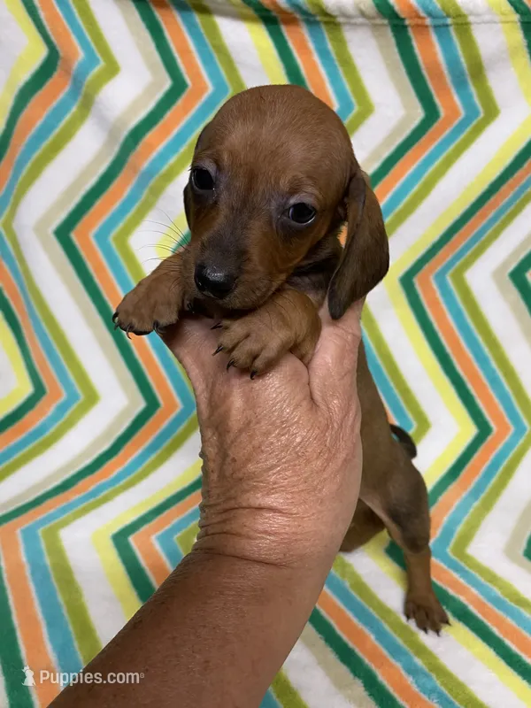 Candy  – Miniature Dachshund puppy for sale in Heidelberg, MS