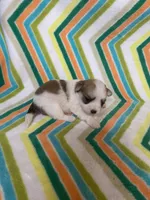 Princess , a female Morkie for sale in Heidelberg, MS – 3 of 4
