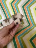 Princess , a female Morkie for sale in Heidelberg, MS – 2 of 4