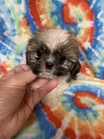 Heidi , a female Shih Tzu for sale in Heidelberg, MS – 3 of 3