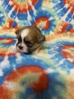 Tex, a male Shih Tzu for sale in Heidelberg, MS – 4 of 4