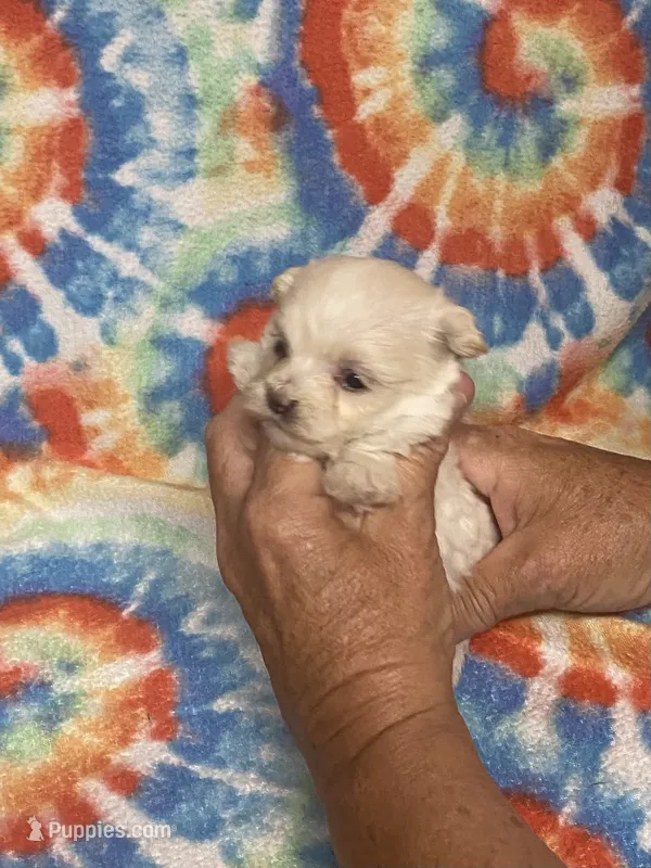 Tom Tom  – Maltipoo puppy for sale in Heidelberg, MS