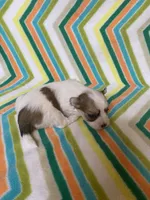 Bella, a female Morkie for sale in Heidelberg, MS – 4 of 4