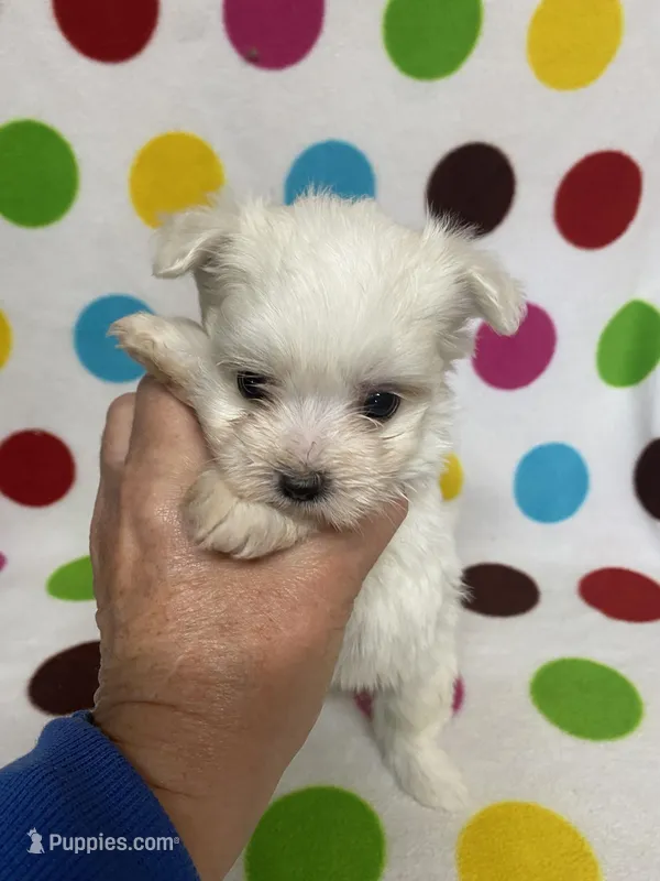 Bella – Maltese puppy for sale in Heidelberg, MS
