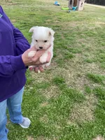 Bella, a female Maltese for sale in Heidelberg, MS – Photo 4 of 4