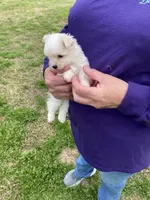 Bella, a female Maltese for sale in Heidelberg, MS – Photo 2 of 4