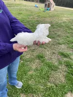 Bella, a female Maltese for sale in Heidelberg, MS – Photo 3 of 4