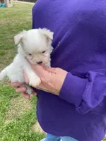 Bella, a female Maltese for sale in Heidelberg, MS – Photo 1 of 4