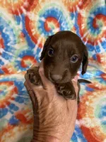 Mayley , a female Miniature Dachshund for sale in Heidelberg, MS – 2 of 4