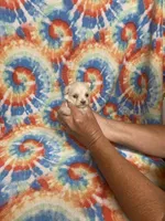 Tom Tom , a male Maltipoo for sale in Heidelberg, MS – 3 of 4