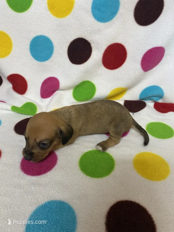 Velvet – Miniature Dachshund puppy for sale in Heidelberg, MS
