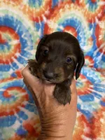 Dexter, a male Miniature Dachshund for sale in Heidelberg, MS – 1 of 4