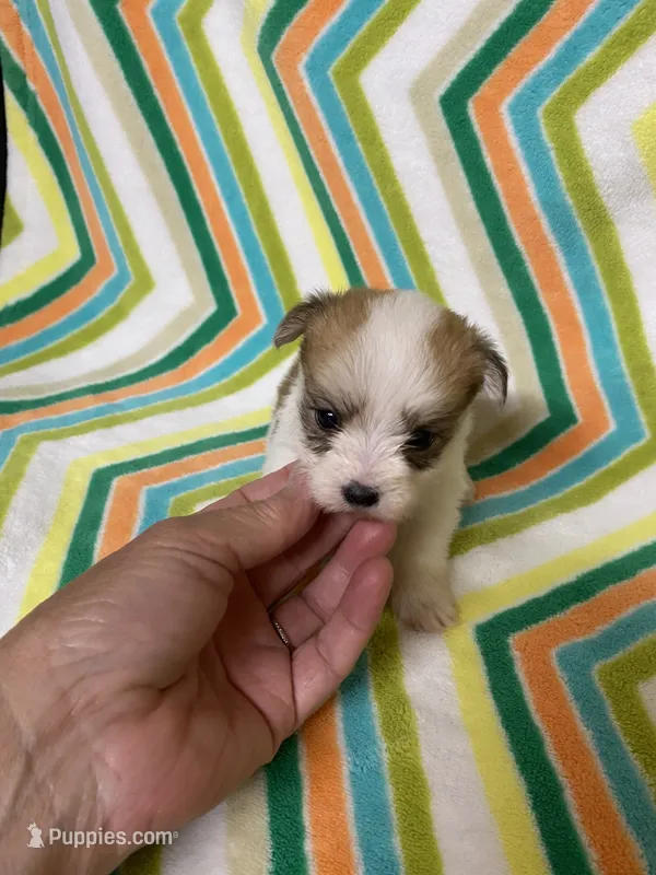Princess  – Morkie puppy for sale in Heidelberg, MS