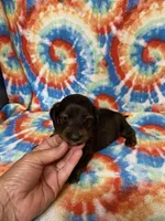 Dexter, a male Miniature Dachshund for sale in Heidelberg, MS – 4 of 4
