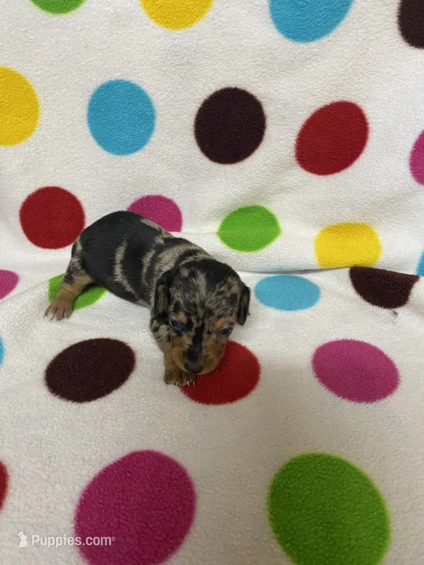 Jessie – Miniature Dachshund puppy for sale in Heidelberg, MS