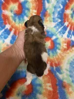 Chester, a male Shih Tzu for sale in Heidelberg, MS – 4 of 4