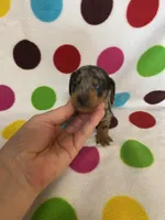 Stetson, a male Miniature Dachshund for sale in Heidelberg, MS – Photo 2 of 4