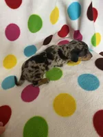 Stetson, a male Miniature Dachshund for sale in Heidelberg, MS – Photo 4 of 4