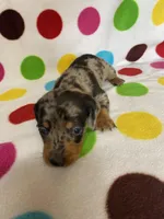 Stetson, a male Miniature Dachshund for sale in Heidelberg, MS – Photo 1 of 4