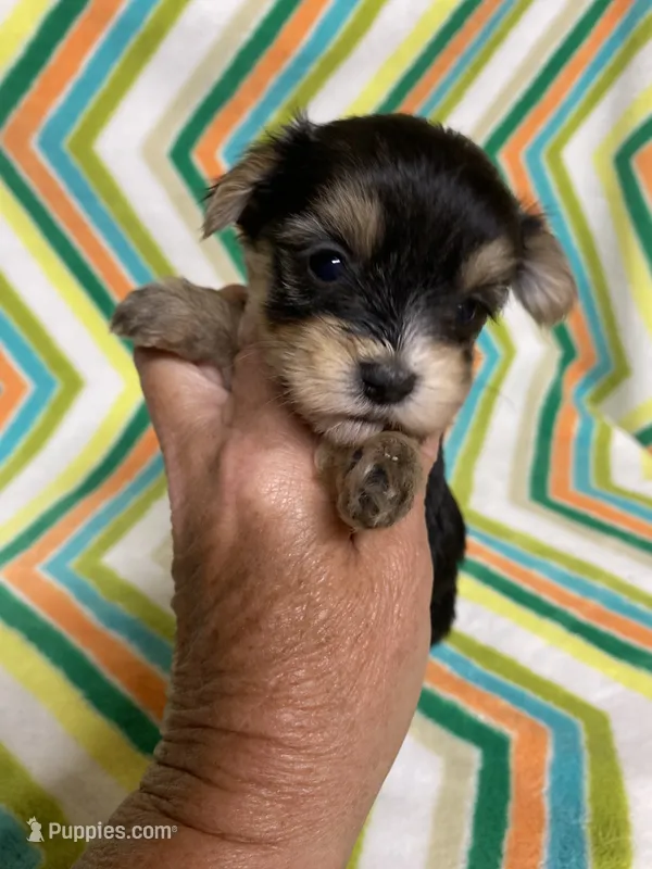 Gracie  – Morkie puppy for sale in Heidelberg, MS