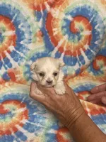 Tom Tom , a male Maltipoo for sale in Heidelberg, MS – 2 of 4