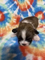 Chester, a male Shih Tzu for sale in Heidelberg, MS – 2 of 4
