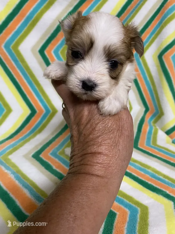 Bella – Morkie puppy for sale in Heidelberg, MS