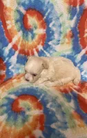 Peaches , a female Maltipoo for sale in Heidelberg, MS – 2 of 4