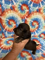 Dexter, a male Miniature Dachshund for sale in Heidelberg, MS – 2 of 4