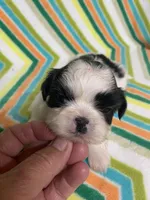 Paisley , a female Shih Tzu for sale in Heidelberg, MS – Photo 3 of 4