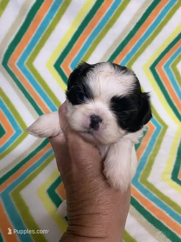 Paisley  – Shih Tzu puppy on hold in Heidelberg, MS