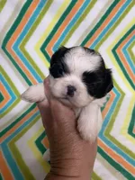 Paisley , a female Shih Tzu for sale in Heidelberg, MS – Photo 1 of 4
