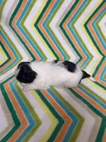 Paisley , a female Shih Tzu for sale in Heidelberg, MS – Photo 2 of 4