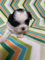 Paisley , a female Shih Tzu for sale in Heidelberg, MS – Photo 4 of 4