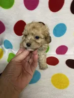Pierre, a male Poodle - Toy  for sale in Heidelberg, MS – 5 of 5