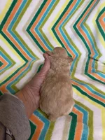 Toby, a male Poodle - Toy  for sale in Heidelberg, MS – Photo 1 of 4