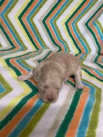 Toby, a male Poodle - Toy  for sale in Heidelberg, MS – Photo 4 of 4