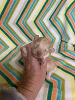 Toby, a male Poodle - Toy  for sale in Heidelberg, MS – Photo 2 of 4