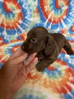 Mayley , a female Miniature Dachshund for sale in Heidelberg, MS – 3 of 4