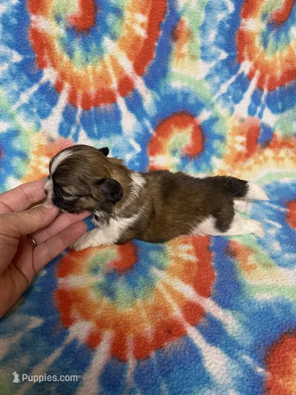 Chester – Shih Tzu puppy for sale in Heidelberg, MS